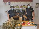 Tra Lucera e Serracapriola, la GdF sequestra tre piantagioni di cannabis arrestando un responsabile armato