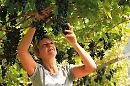 Ottima vendemmia in Puglia ma il Veneto ci batte per quantità