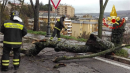Potenza, albero sulle auto e allagamenti