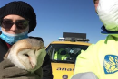 Barbagianni ferito sulla tangenziale di Foggia, ci pensa l'Anas a soccorrerlo