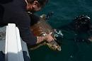 Anche UniFg nella rete Adriatico-Ionica per il soccorso alle tartarughe marine: nel 2020 ne sono state salvate 682