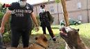 Amputazioni di cani e traffico illegale di cuccioli, nei guai allevatori e veterinari di Bari e Matera
