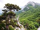  Unesco, Parco del Pollino: nella Faggeta vetusta esemplari di 620 anni 