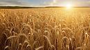 Ismea, da oggi all'asta 20mila ettari di terreni agricoli per un valore base di 260 milioni di euro