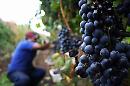 Sorride il comparto vinicolo lucano: la produzione 2022 si annuncia superiore del 10 per cento rispetto a quella del 2021