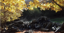 Un click per salvaguardare le foreste: SilvaCuore, l’app sviluppata da un team di ricercatori dell’Unibas
