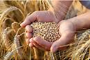 Con la crisi di Kiev, i prezzi del grano hanno raggiunto il massimo da 14 anni

