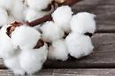Dreamers, la start up di cotone bio Made in Basilicata