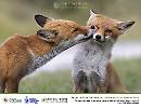 Il bacio della volpe, fotografato a Pescasseroli da Giuliano Zappi, vince "Obiettivo Terra" 2022
