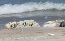 Dal mare di San Menaio emerge uno scheletro umano