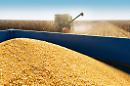 Caos grano duro: quotazioni superiori del 70 per cento rispetto al 2021 e cerealicoltura in tilt
