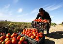 Rinnovato il contratto collettivo di lavoro degli operai agricoli: 1,2 milioni di lavoratori interessati
