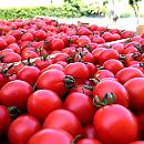 Caldo e siccità, in Basilicata preoccupa la raccolta del pomodoro: il comparto vale 3,7 milioni 
