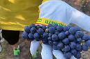 Vendemmia 2022 in Basilicata, Coldiretti prevede una buona annata 