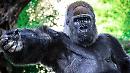 Riù, il gorilla triste rinchiuso nello Zoosafari di Fasano, in Puglia