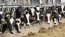 Agricoltura, zootecnia, elicicoltura: 900 lucani under 40 sono impegnati nell'innovazione 