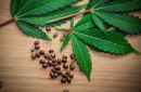 Semi di marijuana: il punto sulla normativa italiana