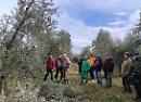 Olio e olive di Missanello, il sindaco Sinisgalli: “Risorsa da valorizzare sempre di più”