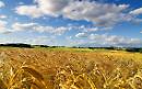 In Puglia la produzione di grano più bassa degli ultimi 10 anni: soffre soprattutto Foggia, granaio d'Italia, con 4.950 aziende