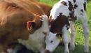 Mamma: una sola specie, un solo cuore.