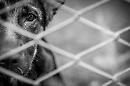 Maltrattamento animali: dopo Bari, Foggia è la provincia con più denunce e più indagati