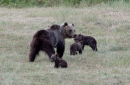 Un bastardo ha ucciso a fucilate Amarena: l'orsa marsicana d'Abruzzo amante degli umani, era a spasso coi suoi cuccioli