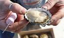 Ostrica! C'è anche il Gargano all’Italian Oyster Fest di La Spezia