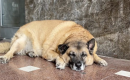 Il Comune di Avellino mette a dieta Pippo: il primo cane libero accudito dalla città