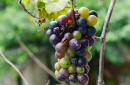 Produzione vinicola: in Basilicata cala del 30 per cento, pesa la "muffa bianca"