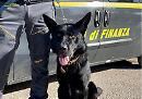 Onore a Horst, Gerico, Jakson e Jim: i 4 cani della GdF di Foggia hanno portato al sequestro di 150 Kg di droga