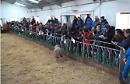 Un grande successo per la 44^ asta degli arieti a Laurenzana