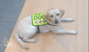 Il Comune di San Severo dà il benvenuto a Luna, il Labrador che aiuterà una ragazza affetta da epilessia