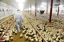 L'influenza aviaria tra salute e ricadute economiche
