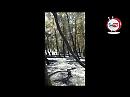Rocchetta, quel che resta della pineta