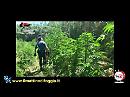 I Carabinieri scoprono una "foresta" di Cannabis a Cerignola:  2 arresti