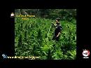 La GdF di Foggia scopre una giungla di cannabis da 3 milioni di euro